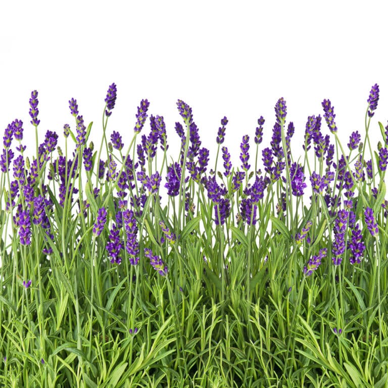 When Does Lavender Bloom? How Can I Extend Flowering?