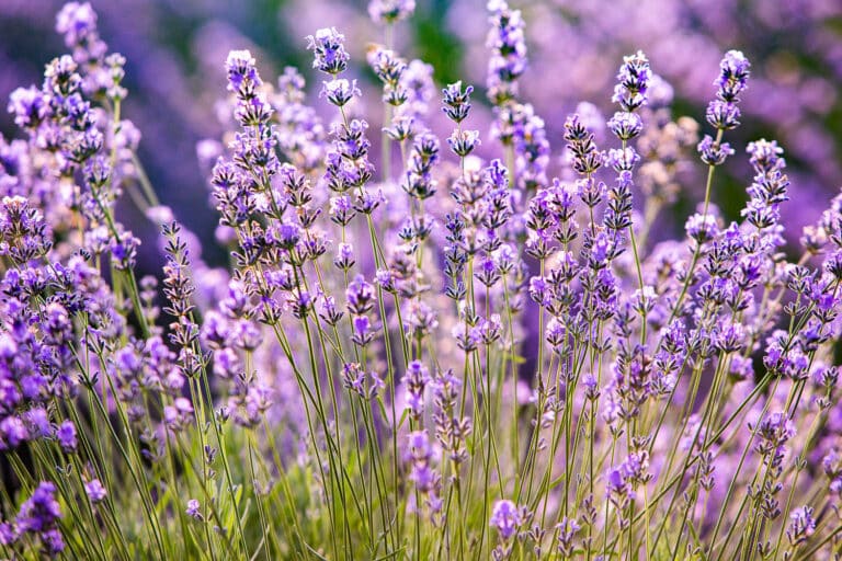 When Does Lavender Bloom? How Can I Extend Flowering?