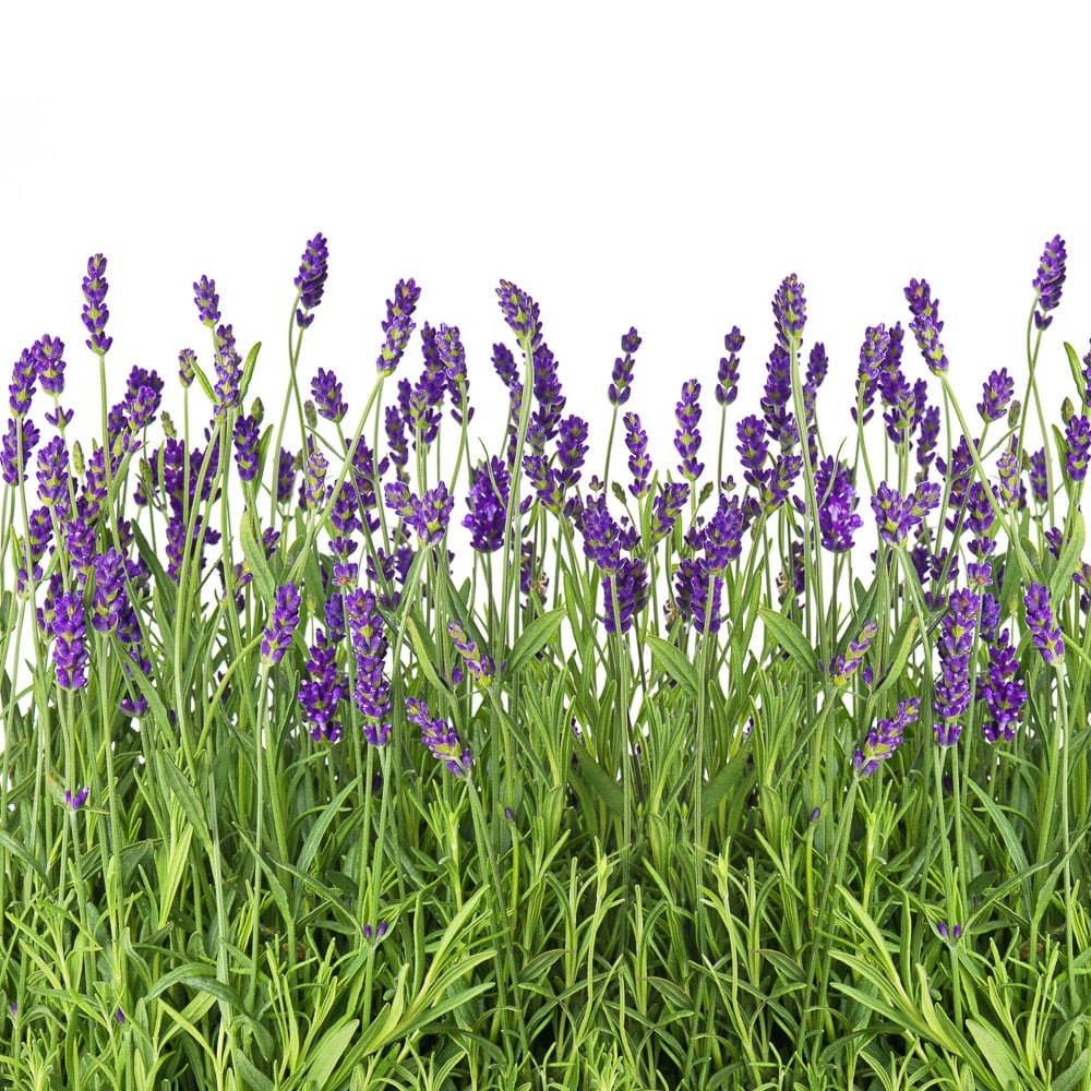 Field of bright purple blooming lavender against a bright white background.