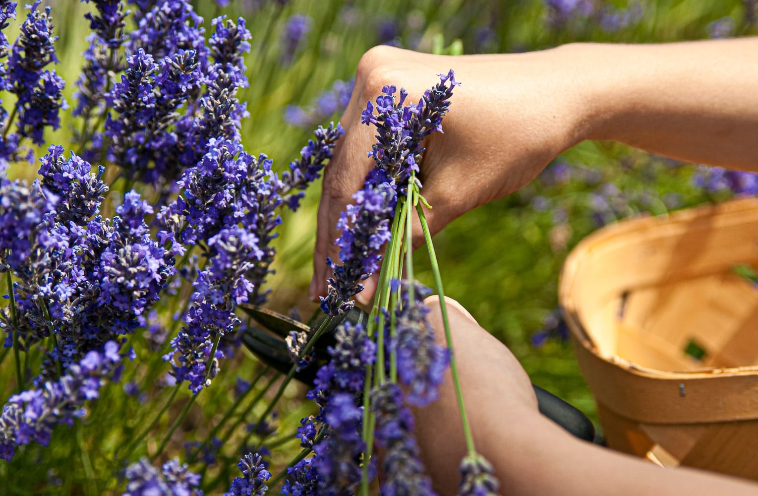 How to Harvest Lavender Flowers At Their Peak of Fragrance