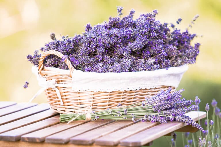 How to Harvest Lavender Flowers At Their Peak of Fragrance