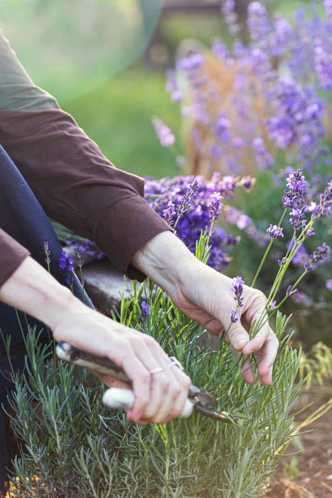 How to Harvest Lavender Flowers At Their Peak of Fragrance