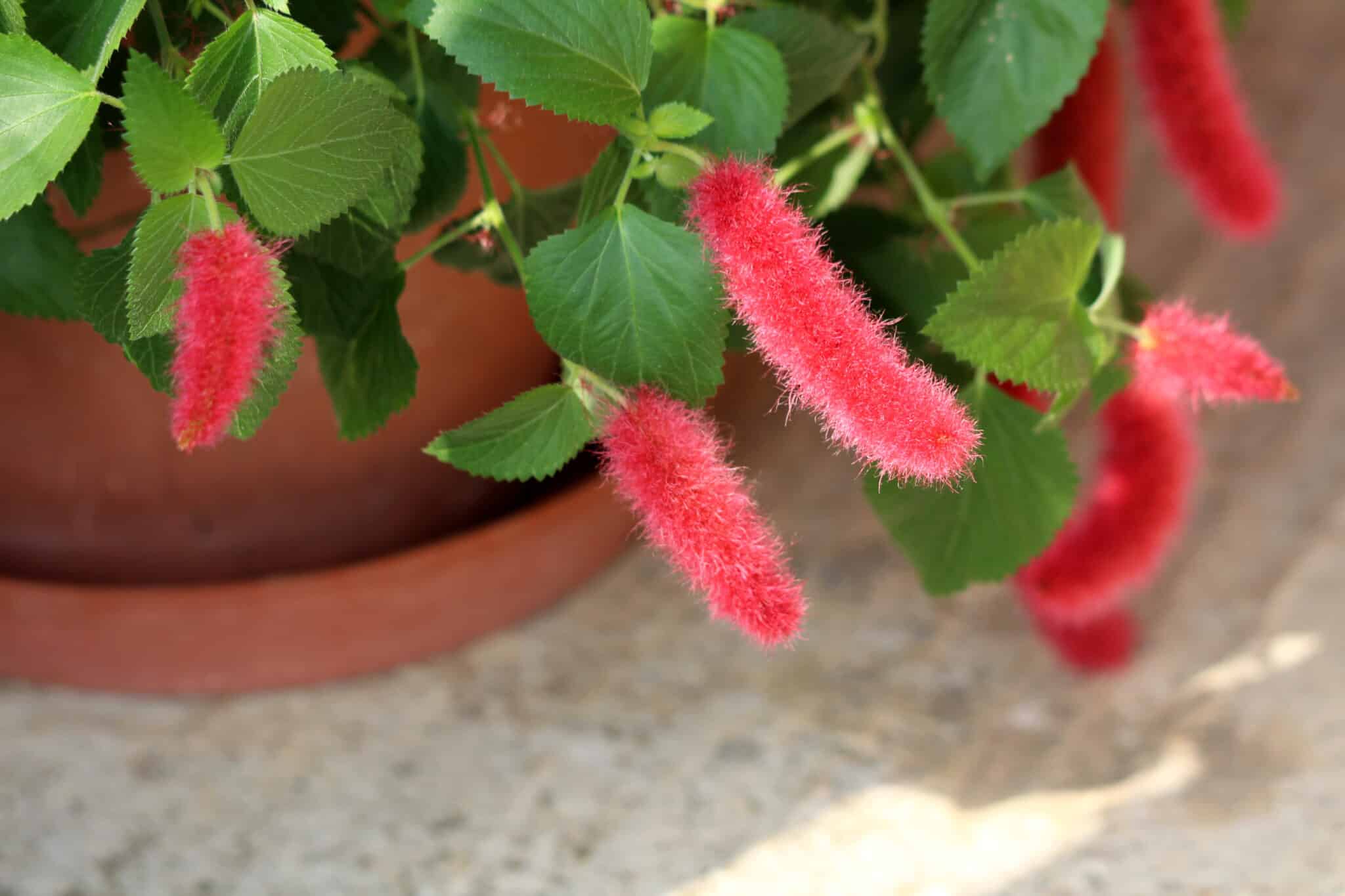 Red hot cat tails or Acalypha pendula plant with fluffy masses of bright red flower spikes growing from flower pot in local urban garden.