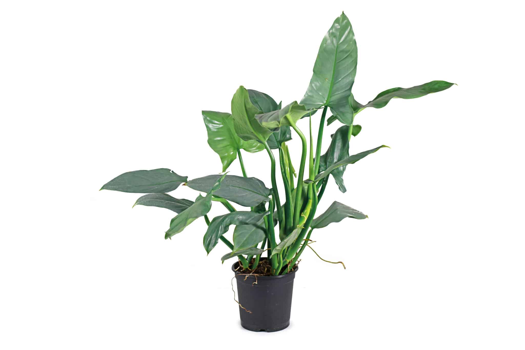 A dark green leafed young Philodendron n a black plastic pot sitting against a bright white background.