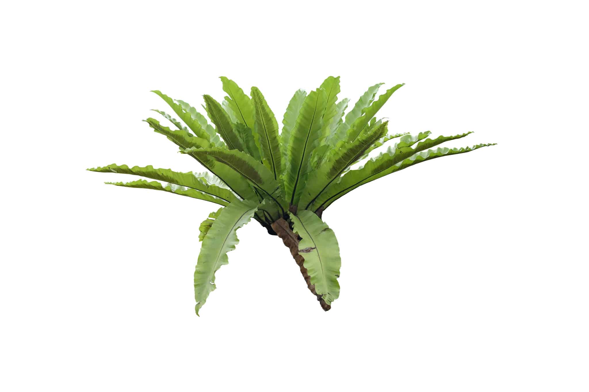 The rippled, tropical looking leaves of the birds next fern. As the leaves grow they bend at the outer rim, making the plant suitable for lower hanging planters and baskets.