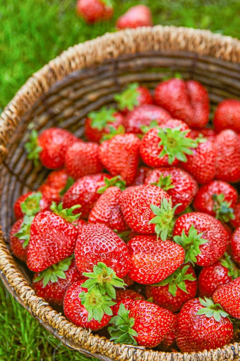 Fertilizing Strawberries for Higher Yields and Healthy Plants