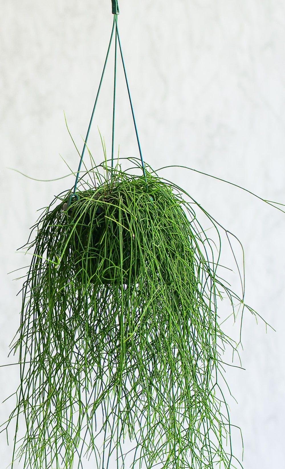 Mistletoe cactus in a hanging planter with it's thin spiny growth resembling the hair of a muppet.