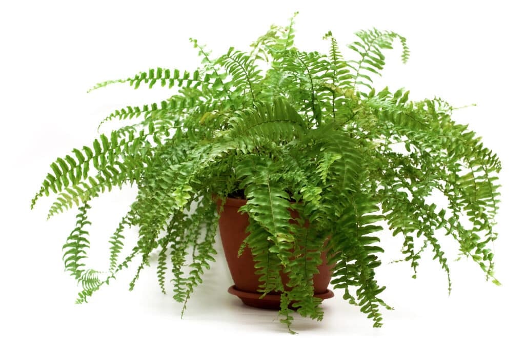 Boston fern in a brown pot isolated on white background.