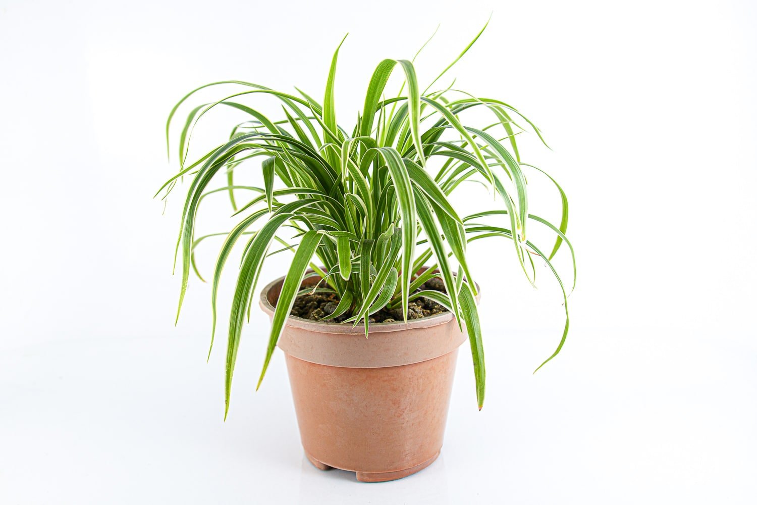 Young spider plant in a plastic terracotta pot against a bright white accent. The plant has tall thick grass like leaves that bend and curl down making it an excellent plant for a hanging basket.