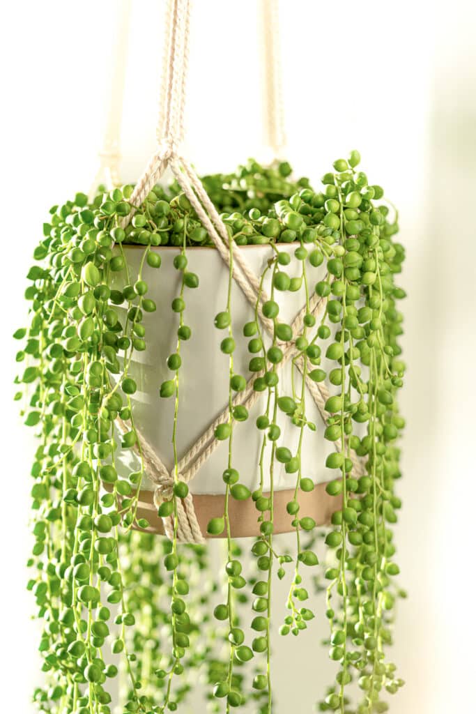 18 Best Indoor Hanging Plants to Elevate Your Home Oasis