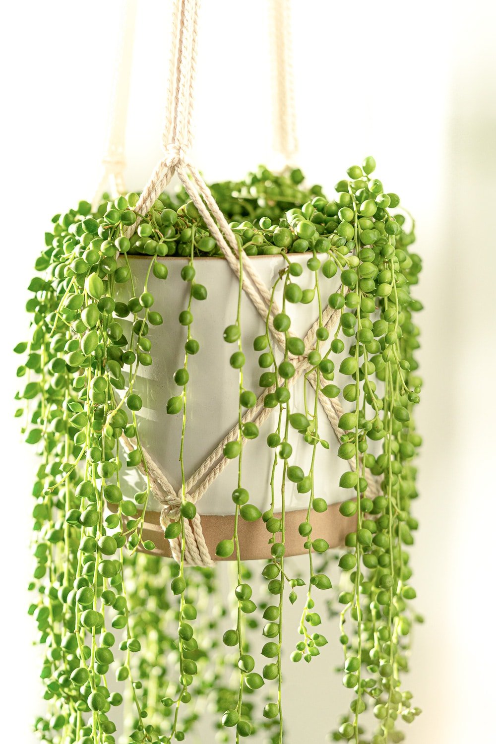 A string of pearls plan with its tiny pea shaped leaves dangling delicately from a white macrame planter.