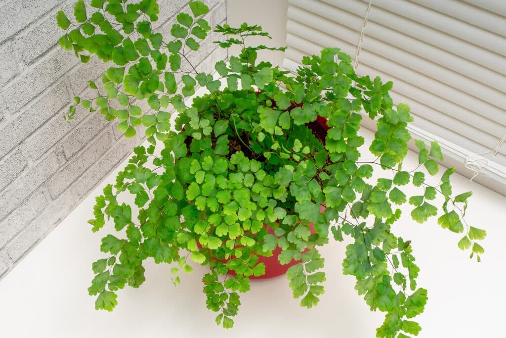 A delicate maidenhair fern resting on a counter near a window. One of the plants that look stunning in a hanging basket when fully grown.