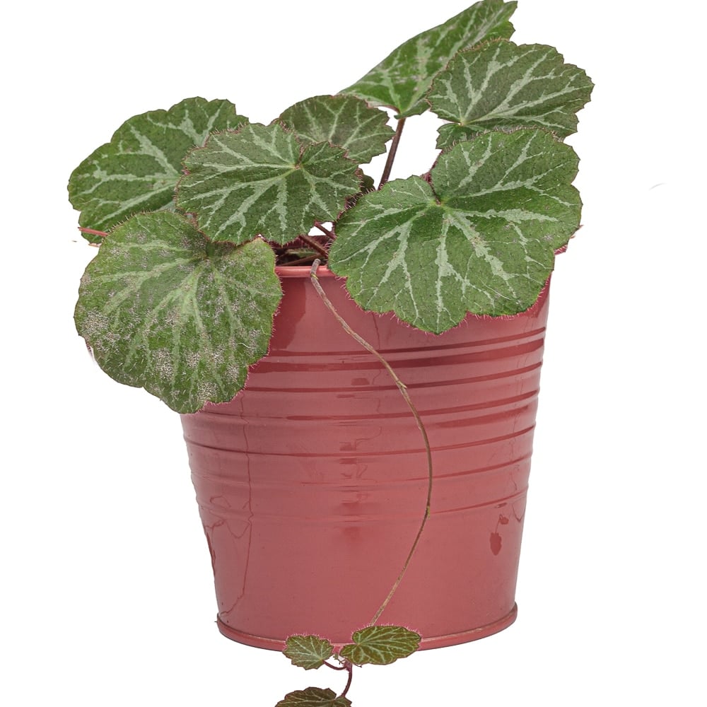 Strawberry Begonia in a pot, isolated on a white background.