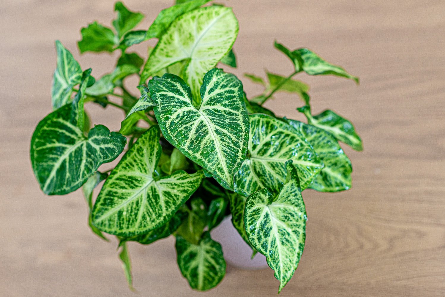 A wonderful example of a verigated arrowhead vine plant with deep green leaves with light, almost lime white veins. The plant in the image is young and has not yet started to vine, but as it does it is perfectly suited for a hanging basket, or high shelf.