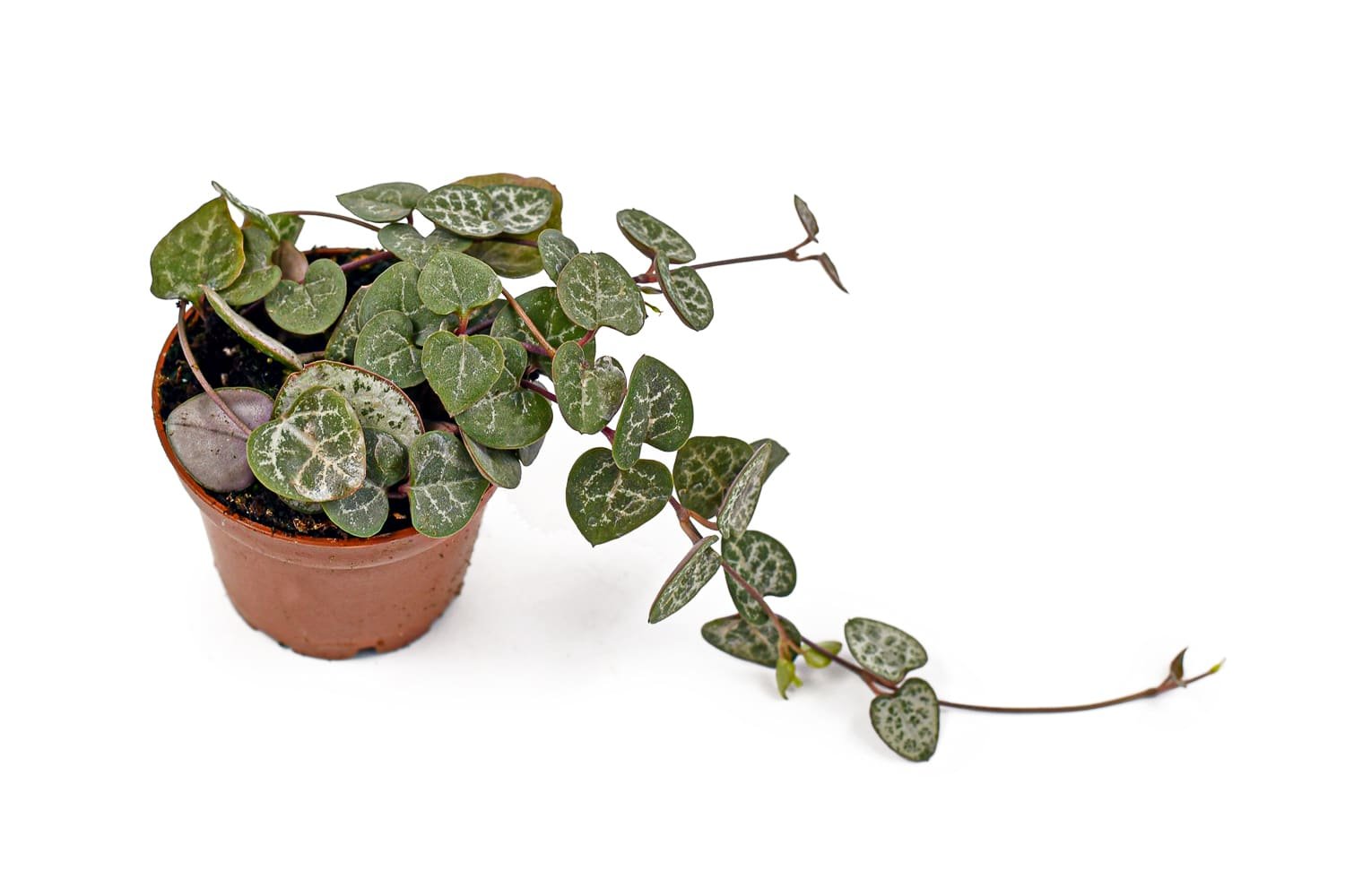 Succulent trailing vine 'Ceropegia Woodii' houseplant in flower pot isolated on white background.