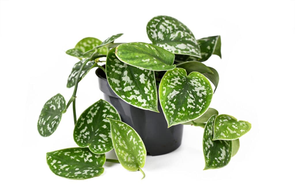 A satin pothos with deep green leaves rimmed in cream and spotted with cream swatches that resemble jagged brush strokes.