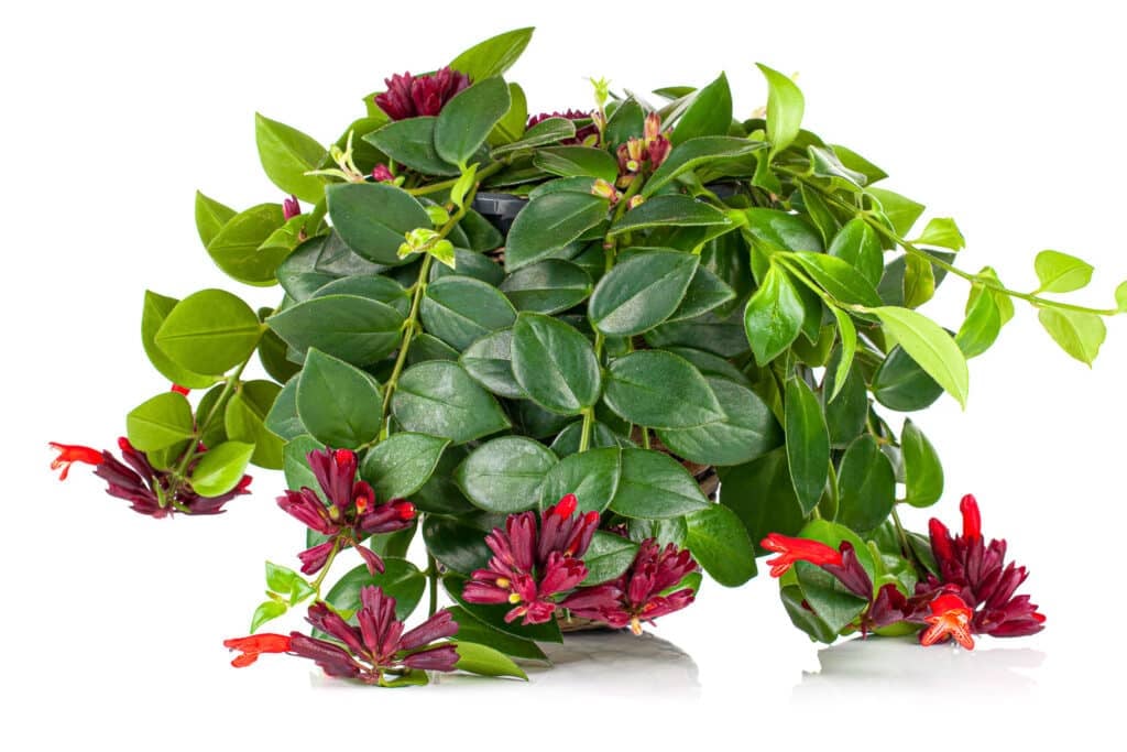 An absolutely beautiful lipstick plant in full bloom with glossy healthy deep green leaves and lovely deep red and wine colored flowers.