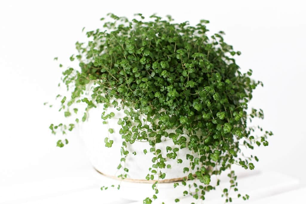 Baby's tears plant in a white pot against a bright white background. The plant is used to show what an excellent hanging plant it would make in any home with its delicate vining leaves and mounded appearance.