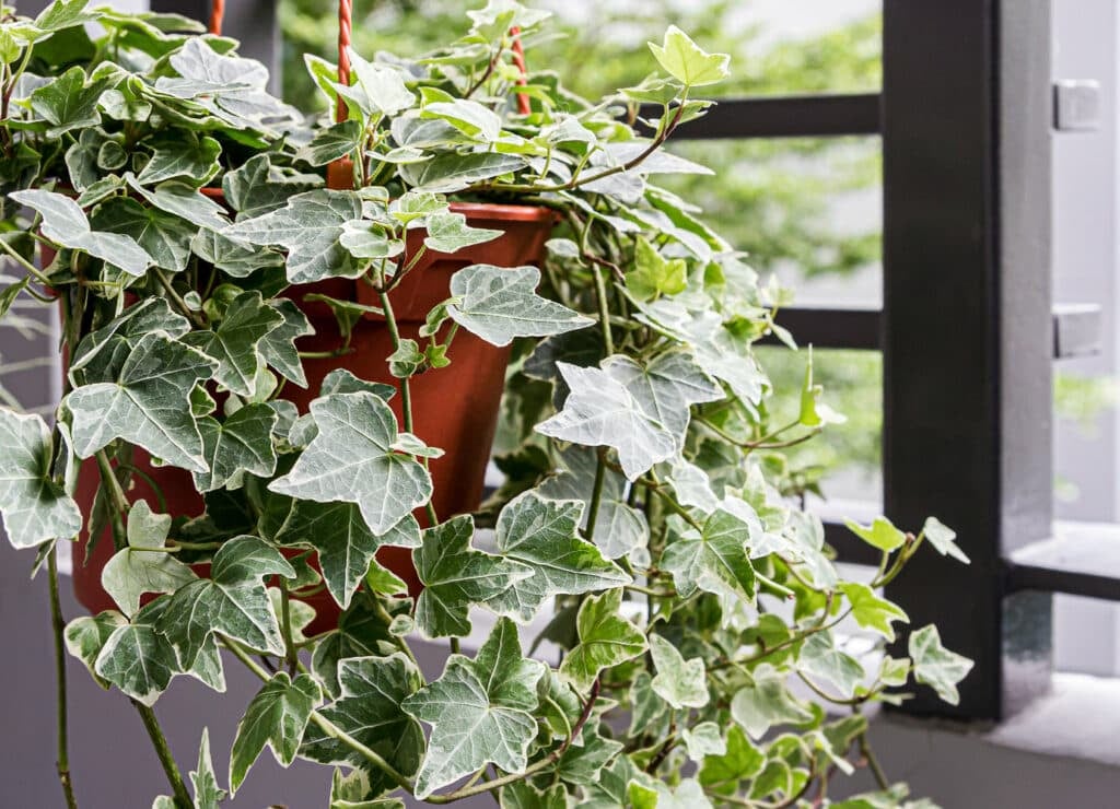 A trailing English Ivy in a red pot hanging in a window on a balcony.