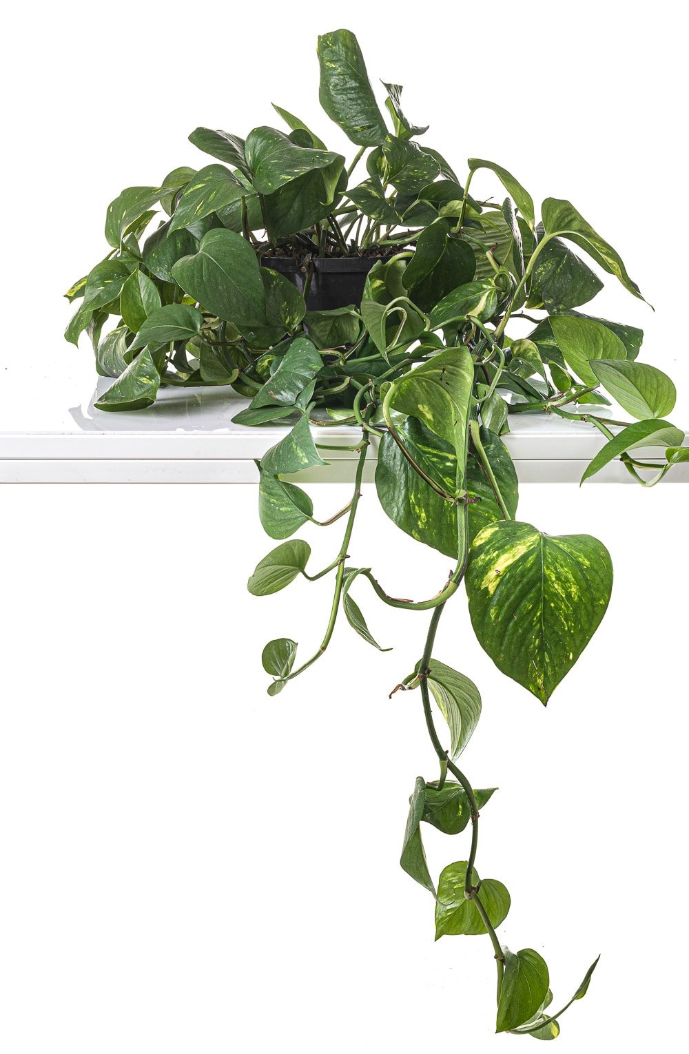 A classic dark green leafed pothos plant with bright yellow varigation sitting on a white shelf as the vines trail.