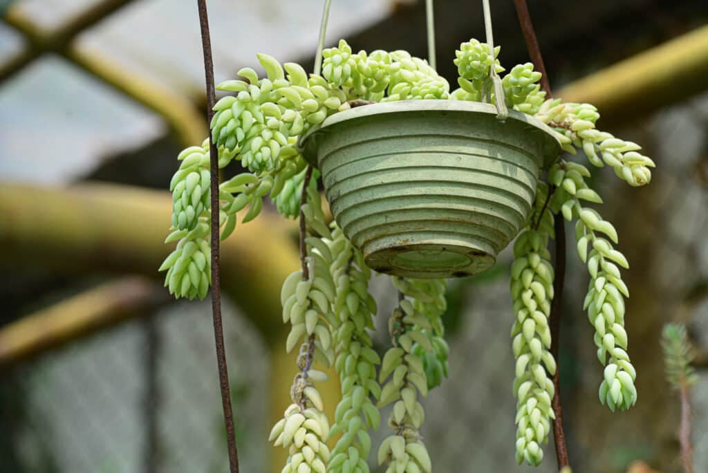 Sedum morganianum in pot hanging, is popular succulent with trailing stems and fleshy blue-green leaves..