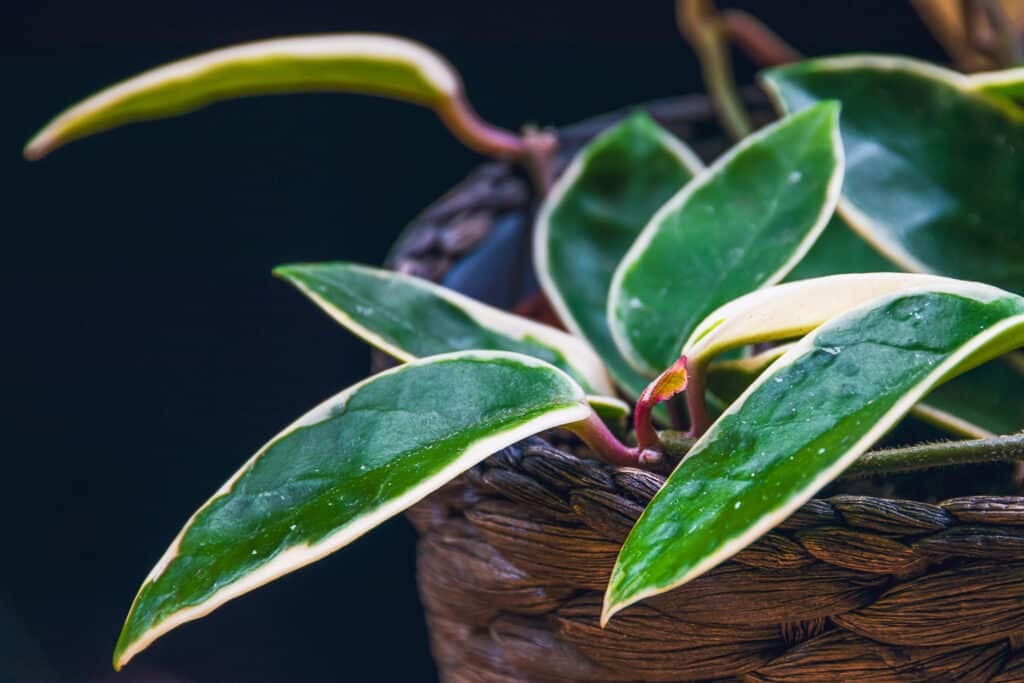 A wax plant in a wicker basket against a dark background.