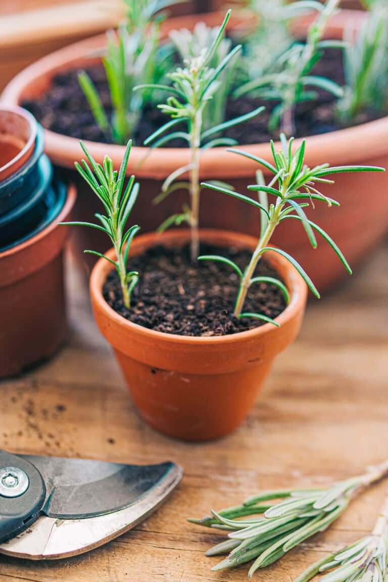 How to Propagate Lavender – From Seeds to Cuttings