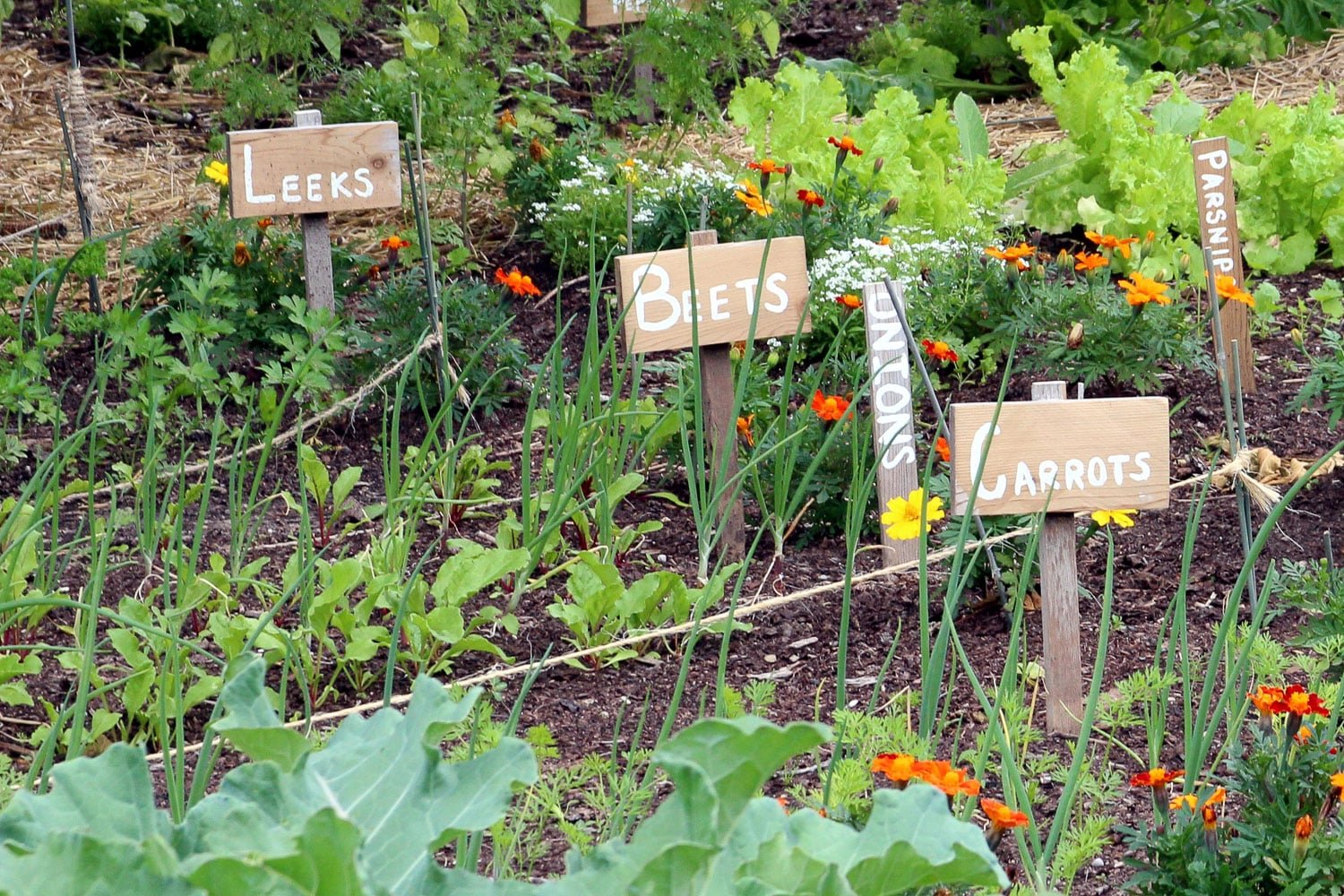 23 Beet Companion Plants For Improved Growth