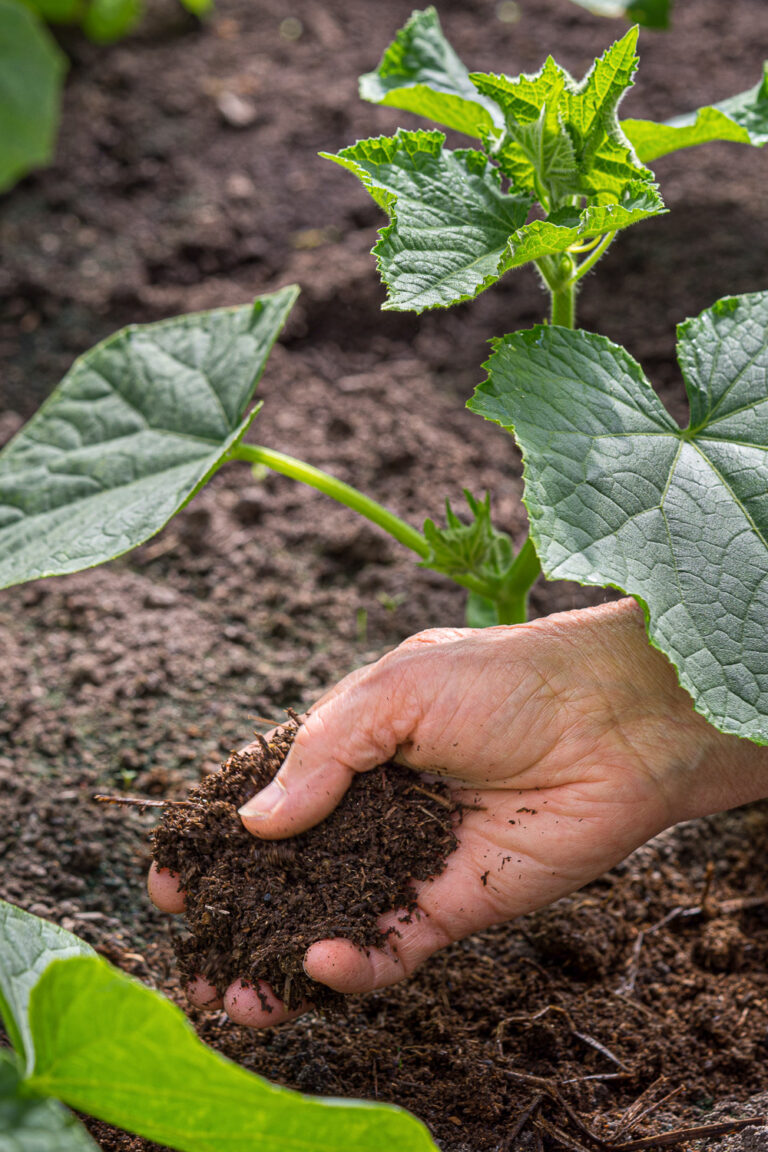 Fertilizing Cucumbers: An Expert Guide to Maximizing Growth