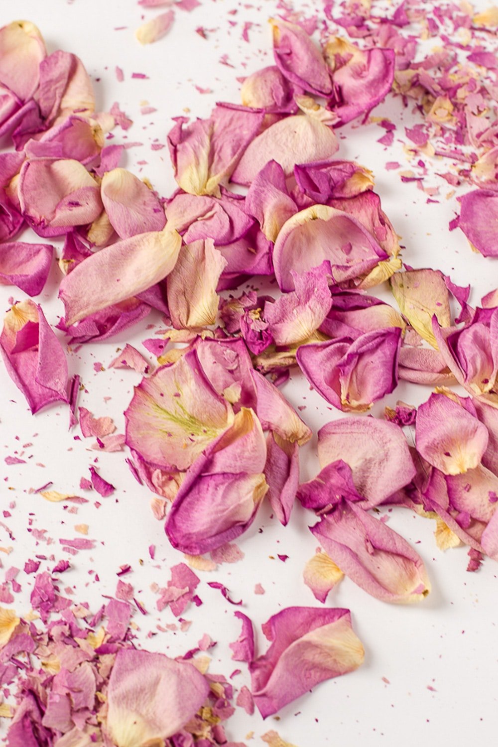 Dried rose petals that have retained their color and shape exceptionally well after drying in the microwave.