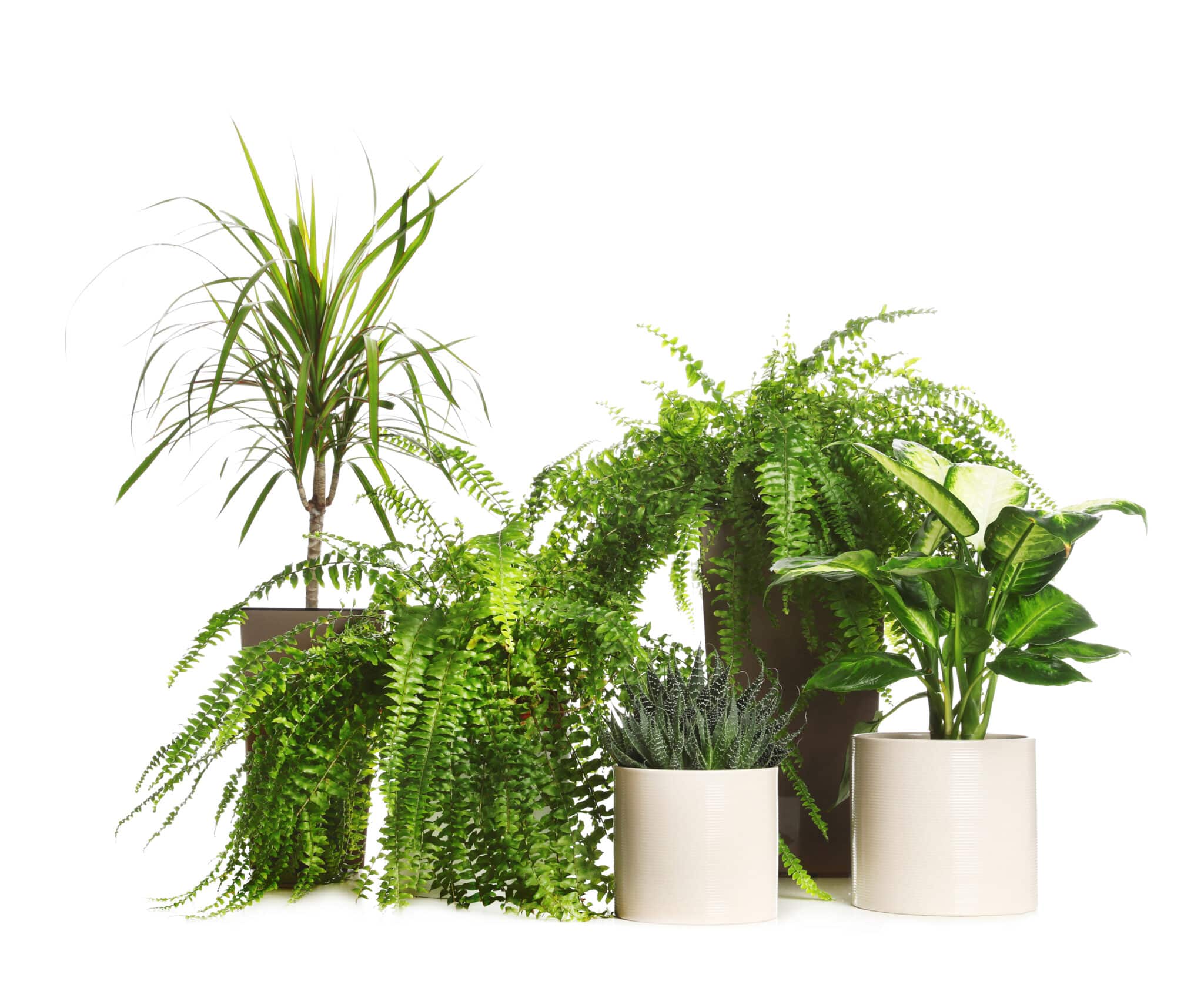 An urban jungle of plants for air purification against a bright white background.