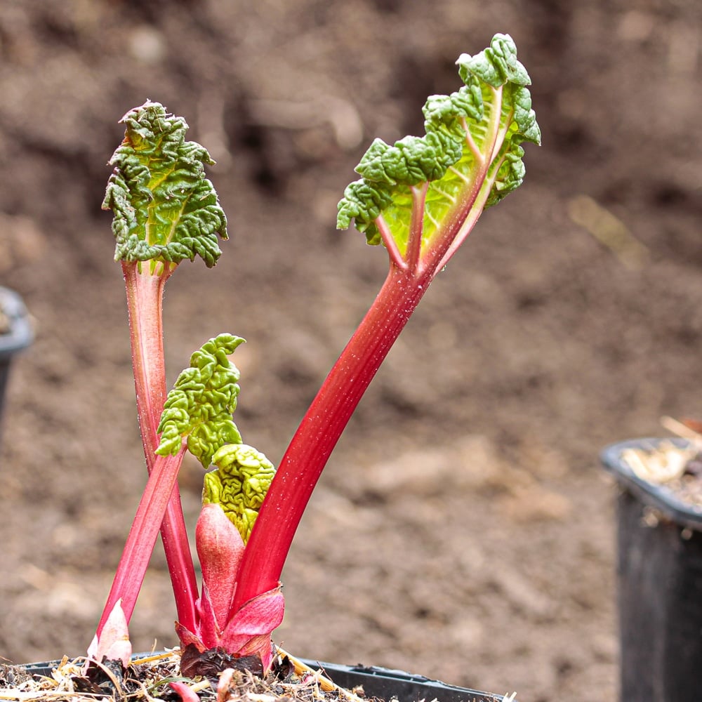A rhubarb crow with healthy rhubarb stalk growth about to be planted in the garden.
