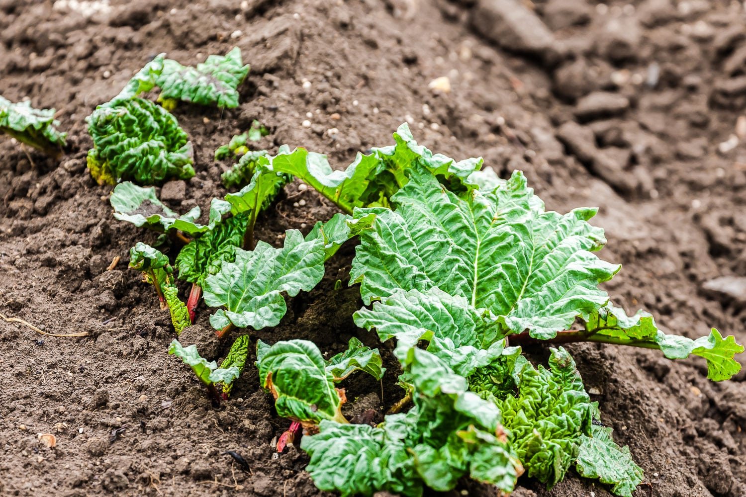 Planting a garden bed with seedlings of rhubarb.