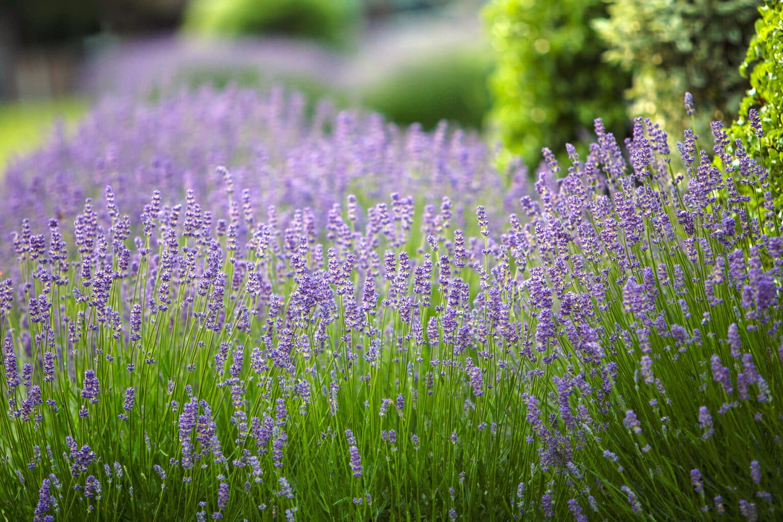 Transplanting Lavender Tips For Successful Plant Relocation transplanting-lavender-tips-for-successful-plant-relocation