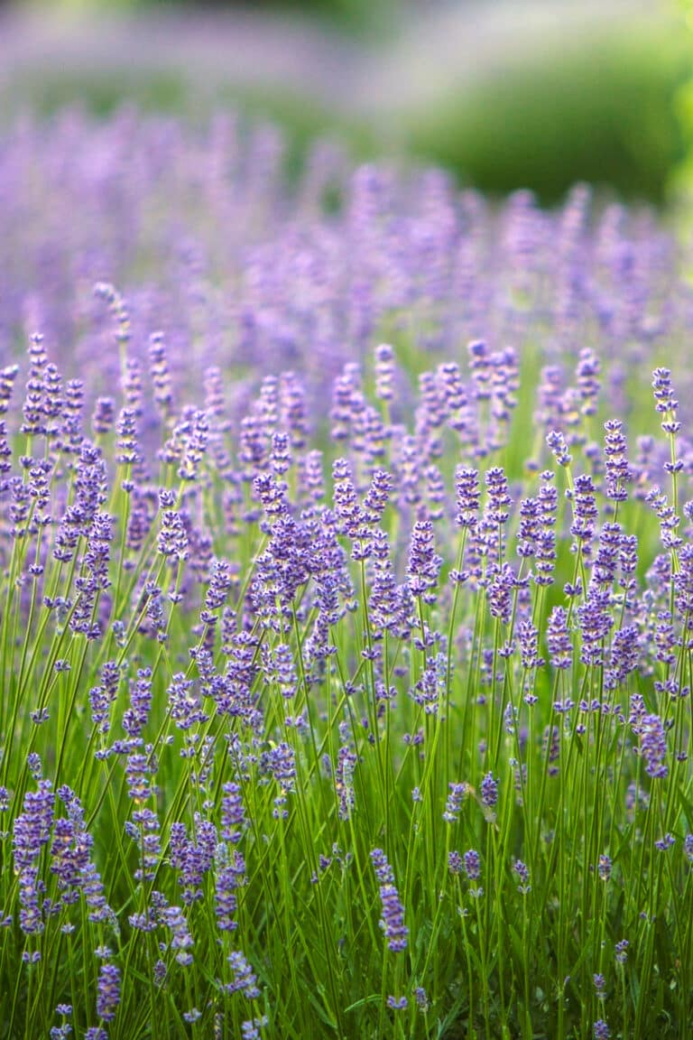Transplanting Lavender: Tips for Successful Plant Relocation