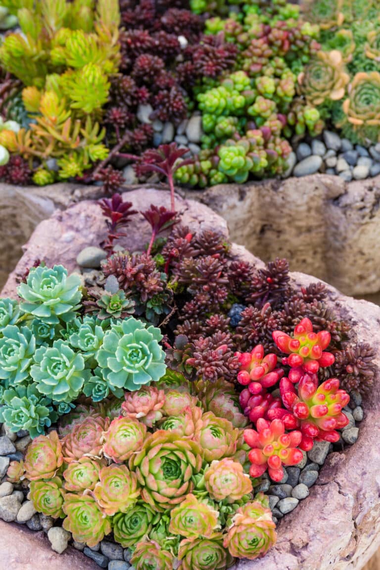 40 Drought-Tolerant Plants For Stunning Front Yard