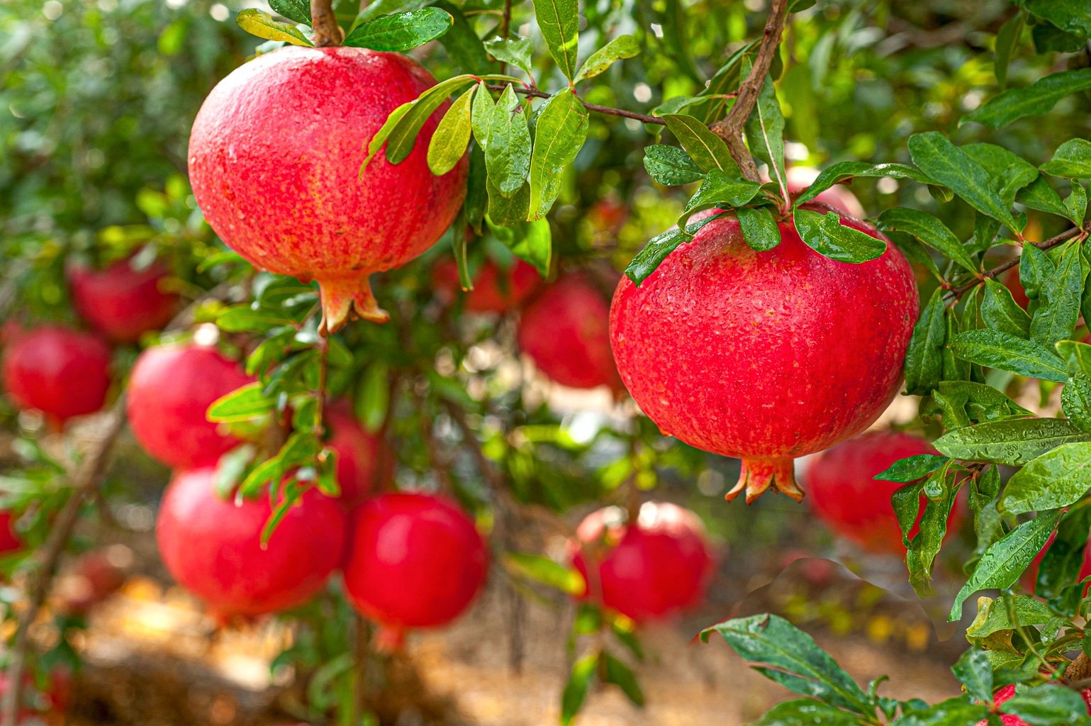 A beautifully health pomegranate tree with big ripe fruit ready to be picked. this image is an example of food you can plant in your garden that is drought-tolerant.