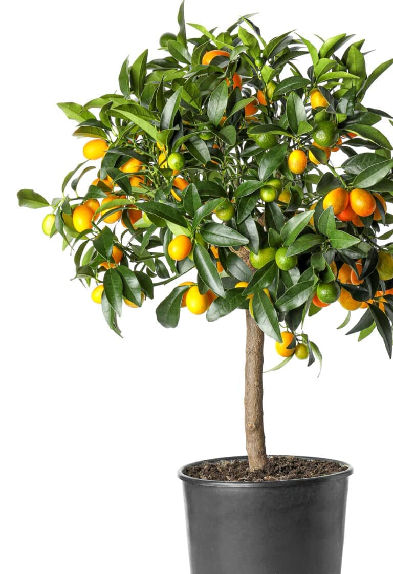 Can You Really Grow Citrus in Containers? The Results are Juicy!