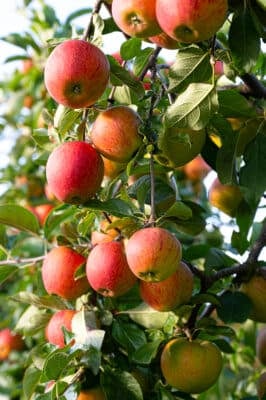 10 Most Profitable Crops for Farmers' Markets (& Smart Selling Tips)