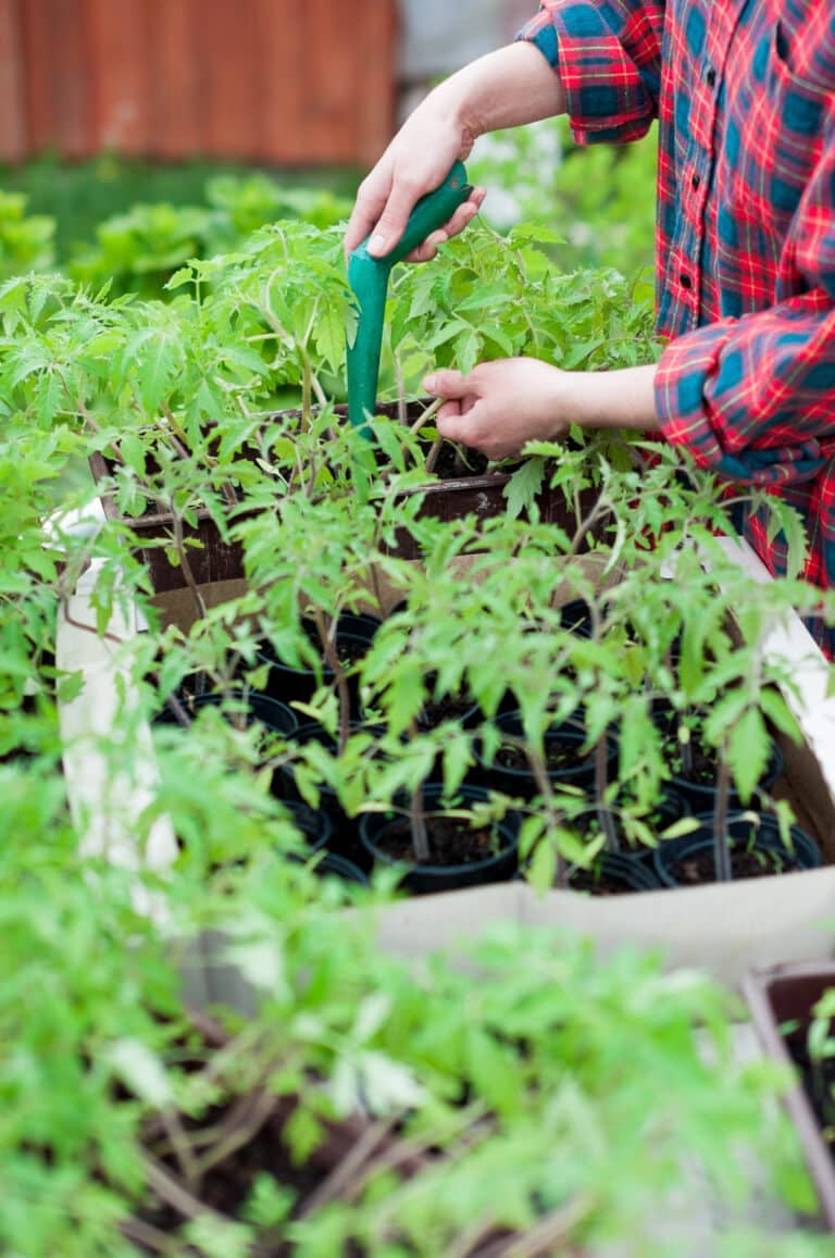 Tomato Seedlings: How to Grow Robust Tomato Starts at Home