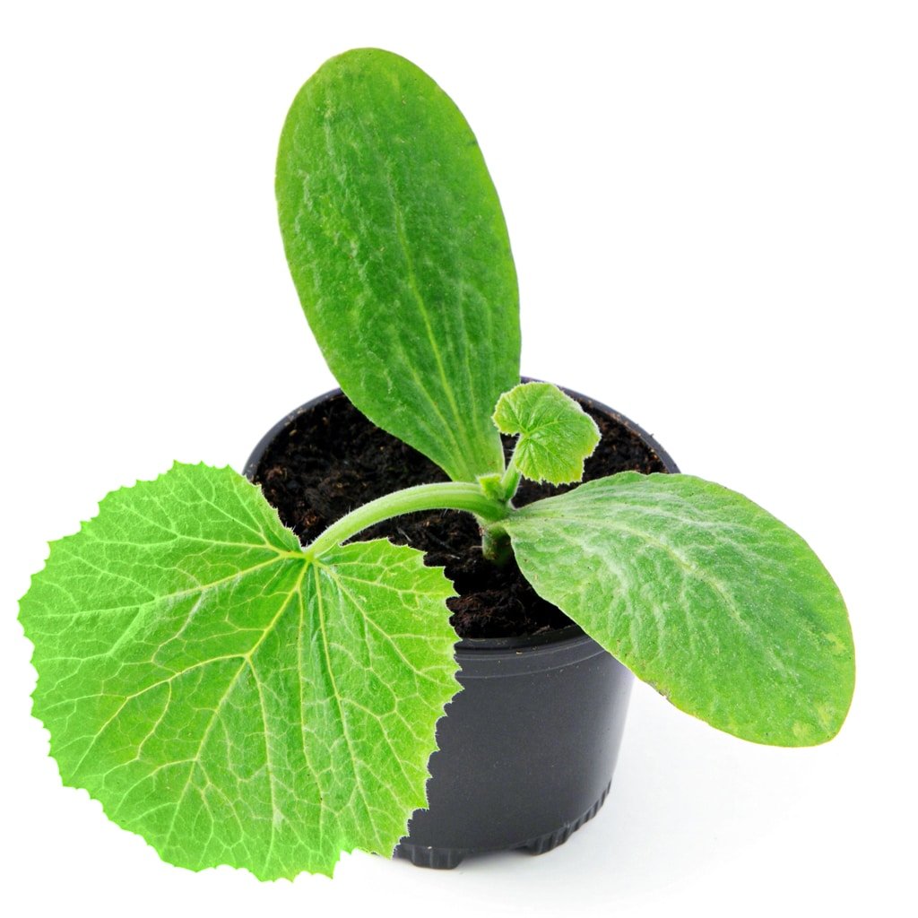 A perfect indoor grown zucchini seedling deep green and healthy ready to be hardened off and planted outside.