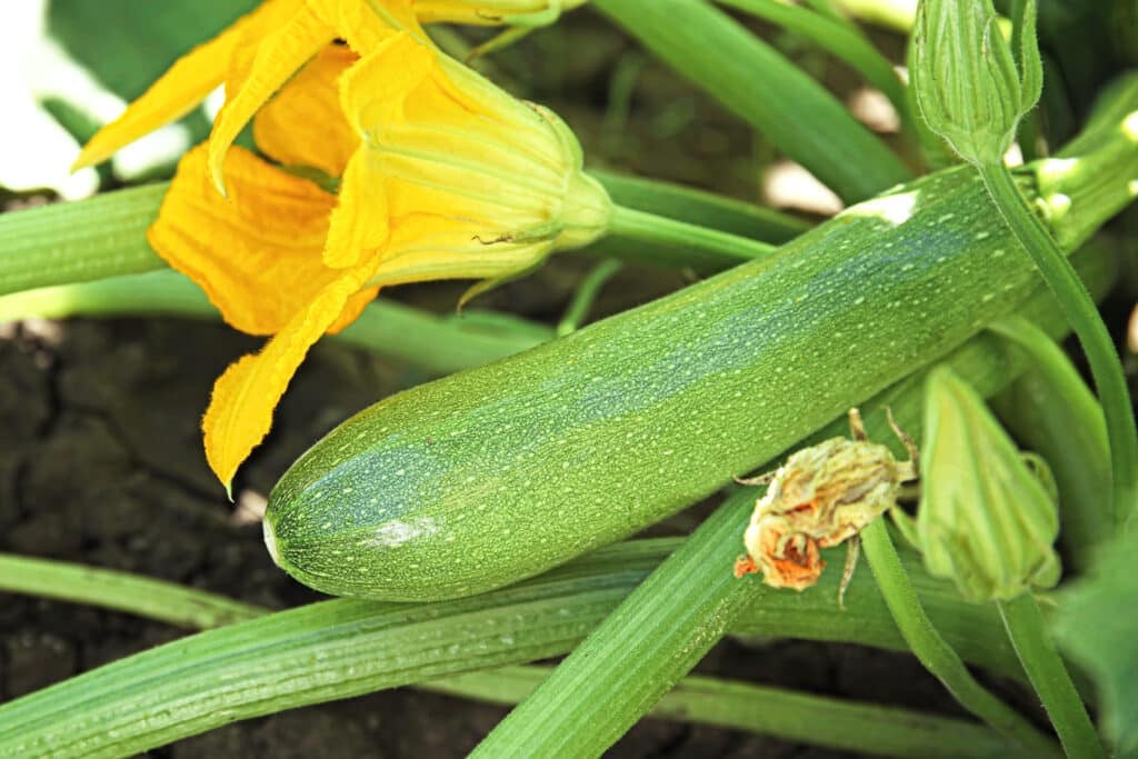 A robust and healthy zucchini plant in full fruit ready to be harvested.