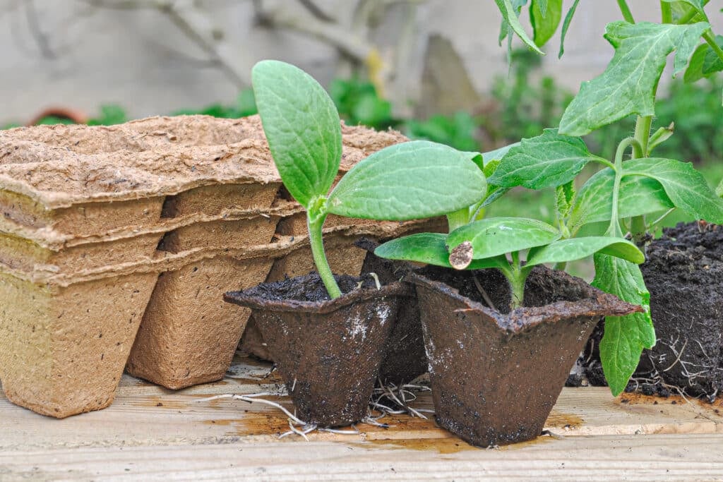 Zucchini seedling starting supplies and seedlings grown in small chipped cardboard pots.
