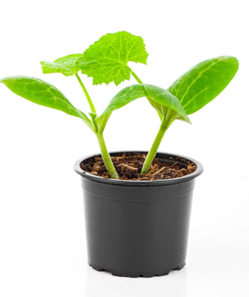 A vibrantly green zucchini seedling (2) growing in a large nursery pot.