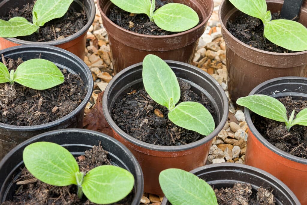 Zucchini seedlings grown indoors and in pots outside hardening off before planting.